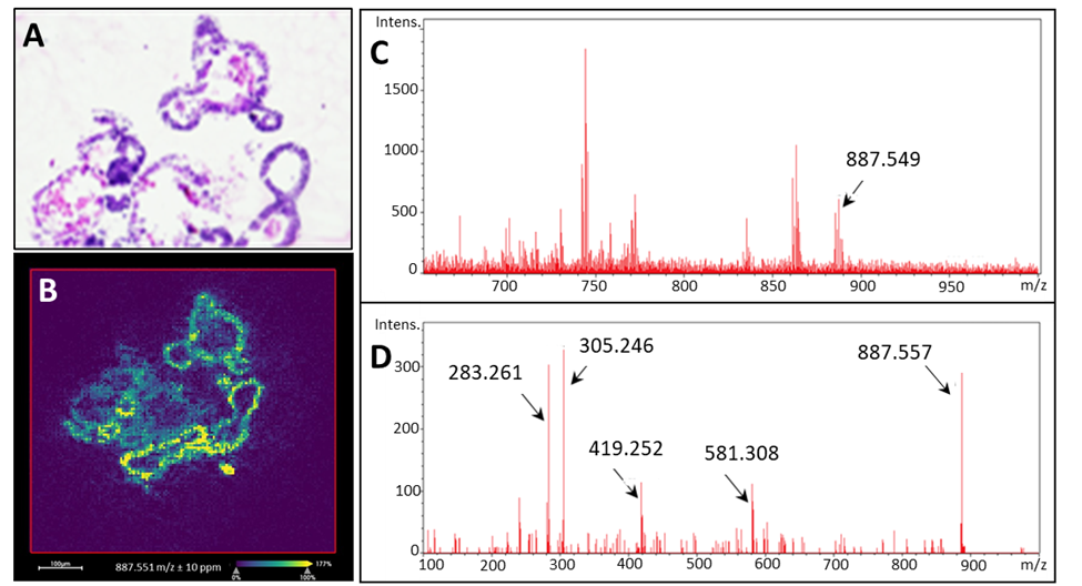 Organoid Analysis