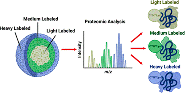 Proteomics: Spatial SILAC in Cellular Layers of the Spheroid