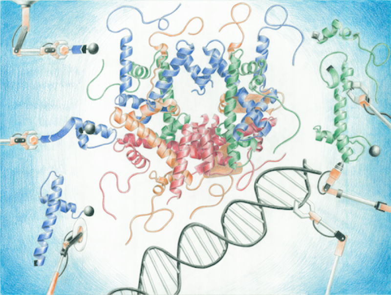 Fantasia: nucleosome assembly.  Figure credit: Ryan Yu, Yu et al, Org. Biomol. Chem (2016) 14, 2603-2607.