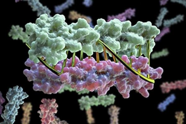 Image Credit: University of Washington Institute for Protein Design Image Credit: University of Washington Institute for Protein Design