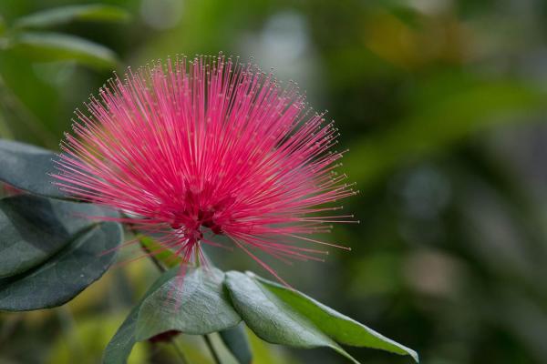 Pink Flower Pink Flower